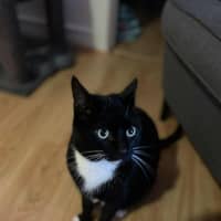 Photo of Hershey   Located In Bentleigh East