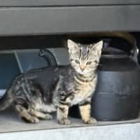 Photo of Wafer And Et