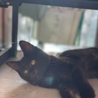Photo of Shadow