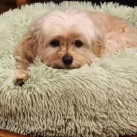 Photo of Lola Silvanus