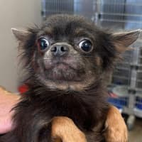 Photo of Bluey