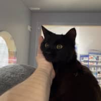 Photo of Silly Salmon