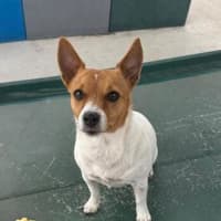 Photo of Nala