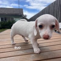 Photo of The Chihuahua Puppies!