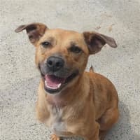 Photo of Willow