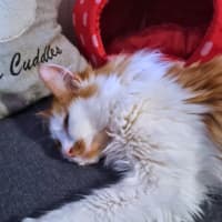 Photo of Harvey (Previously Sir Butterscotch)