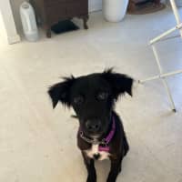Photo of Piper