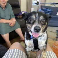 Photo of Missy 😍Blue Cattle X Jrt (On Trial 21/10/24)