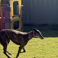 Photo of Pippa