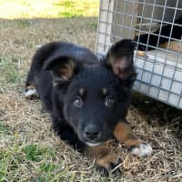 Photo of Misty