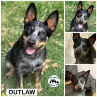 Photo of Outlaw 