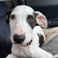 Photo of Winnie   4 Month Old Mixed Breed