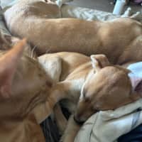 Photo of Oaties 