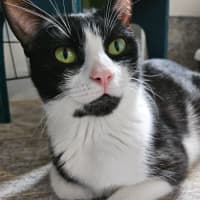 Photo of Gaia   Reduced Adoption Fee