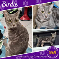 Photo of Birdie