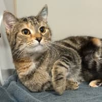 Photo of Fuwa