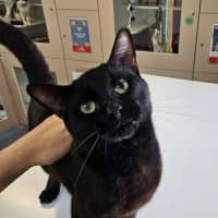 Photo of Gus Binx