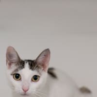 Photo of Kora