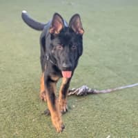 Photo of Arlo