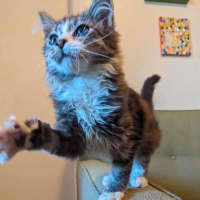 Photo of Teddy   In Foster Care In Thornbury