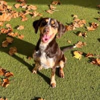 Photo of Tilly