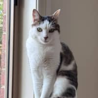 Photo of Clover