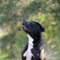Photo of Roxy