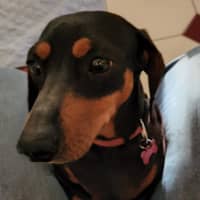 Photo of Cookie