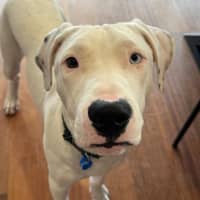 Photo of Mack *$350 Adoption Fee*