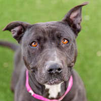 Photo of Goose Imp 1611