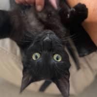 Photo of Phoebe (9996)