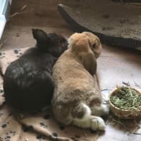 Photo of Fluffy (With Peter)