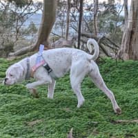 Photo of Odie