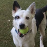 Photo of Polo