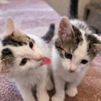 Photo of 🐾 Mogwai 🐾