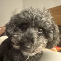 Photo of Missy