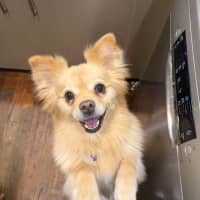 Photo of Clara   7 Year Old Pomeranian X