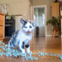 Photo of Maple
