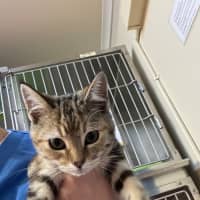 Photo of Savannah 