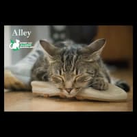 Photo of Alley