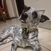 Photo of Posie
