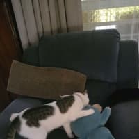Photo of Willow 