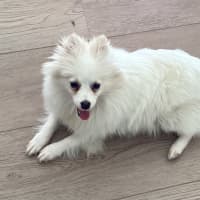 Photo of Pearl