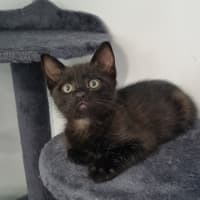 Photo of Dumpling