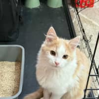 Photo of Muffin