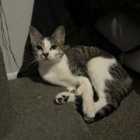 Photo of Callie