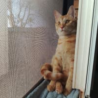 Photo of Cheerio