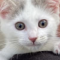 Photo of Kosey