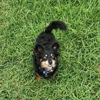 Photo of Elvis   7 Year Old Pomeranian X Chihuahua