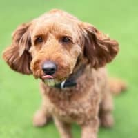Photo of Rusty